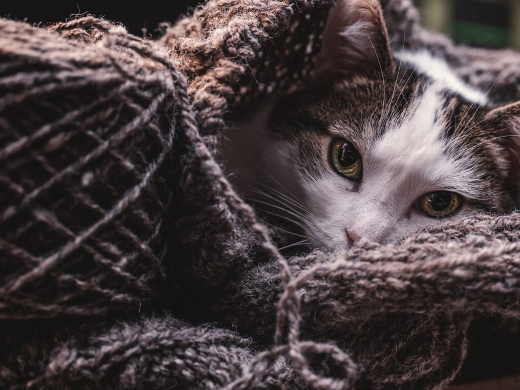 poes tussen gebreide trui en wol